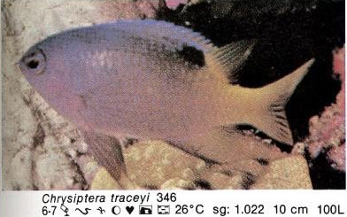 Chrysiptera traceyi